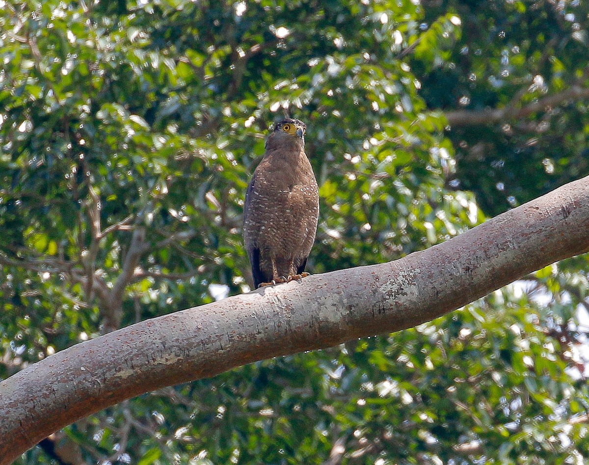 Crested Serpent-Eagle - ML170928621