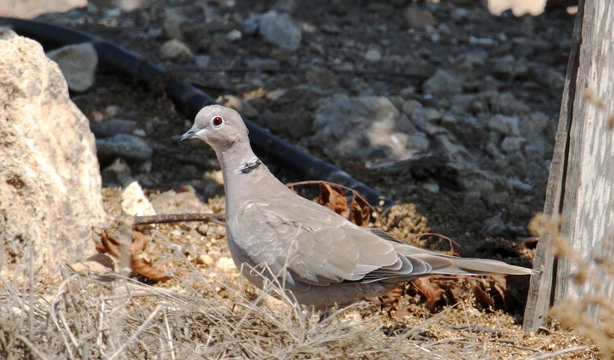 Eurasian Collared-Dove - yuda siliki