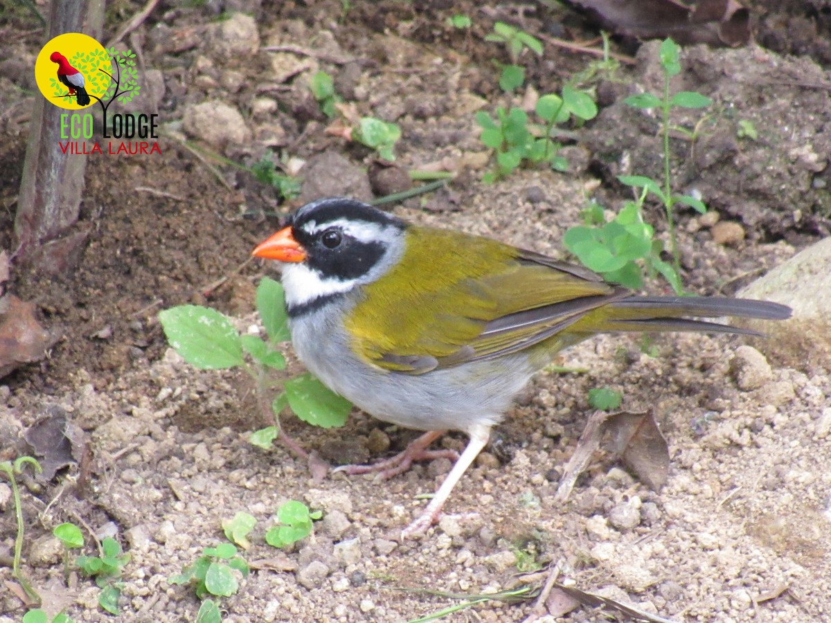 Orange-billed Sparrow - ML170931441