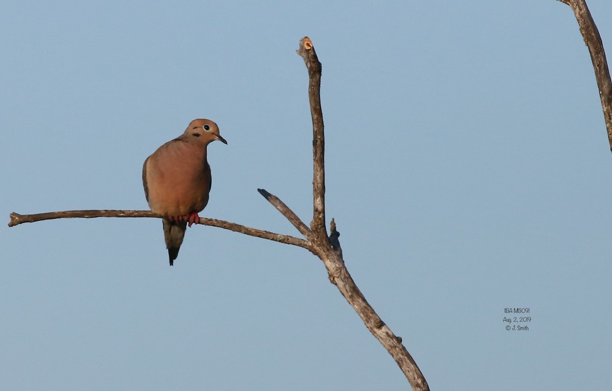 Mourning Dove - Joanne Smith