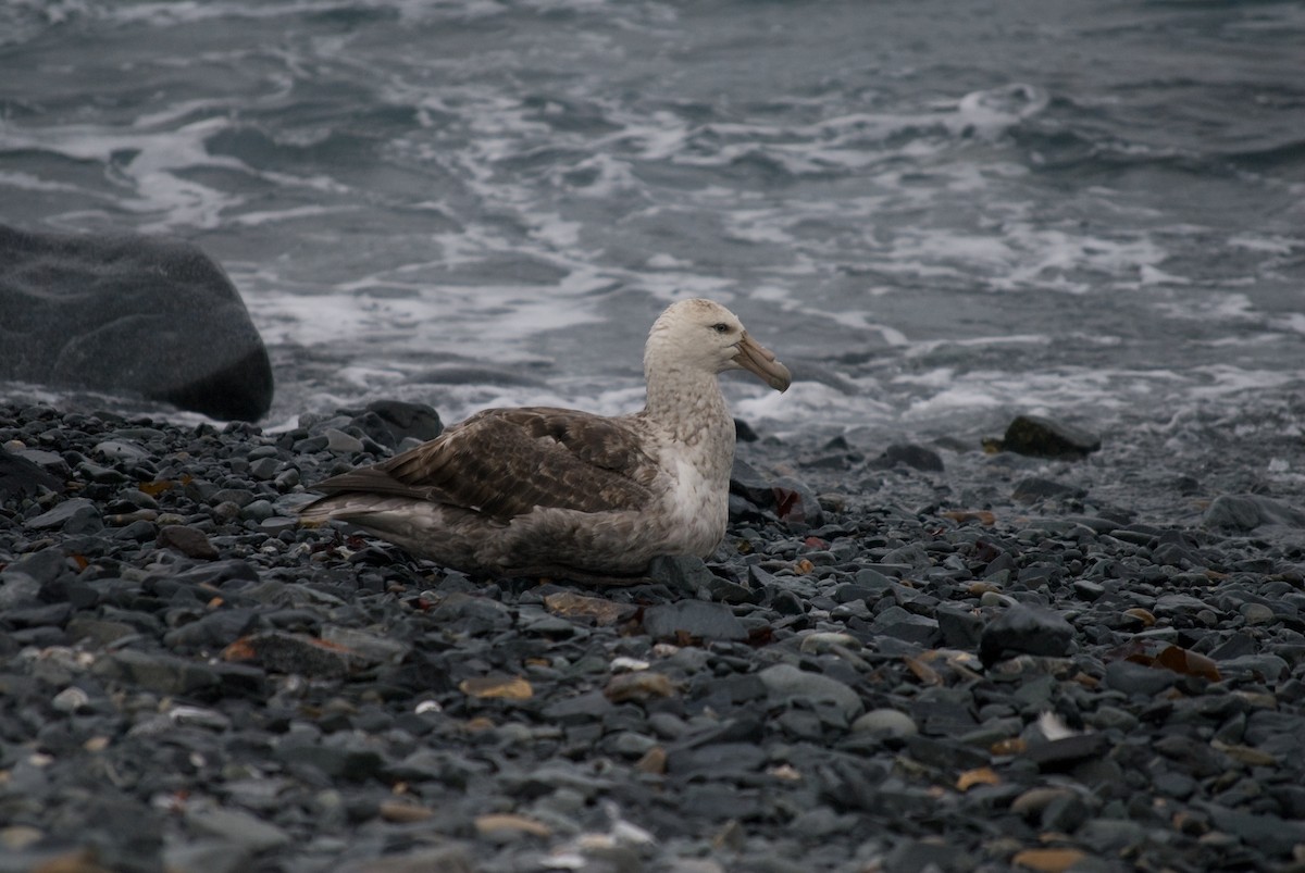 Southern Giant-Petrel - Bill Townsend