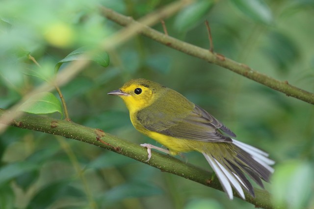 Photos - Hooded Warbler - Setophaga citrina - Birds of the World