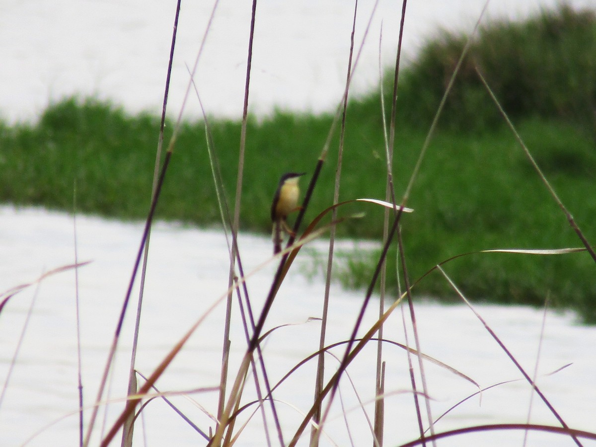 Ashy Prinia - ML170942811