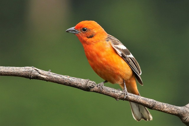 Flame-colored Tanager - eBird