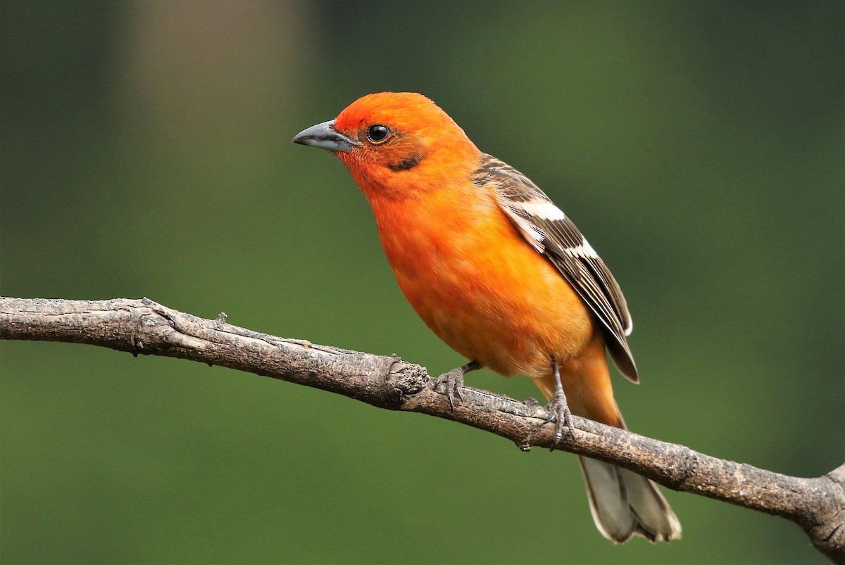 Flame-colored Tanager - Carlos Sanchez