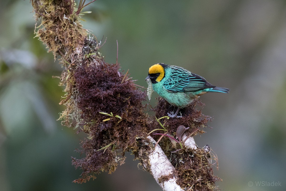 Saffron-crowned Tanager - ML170944631