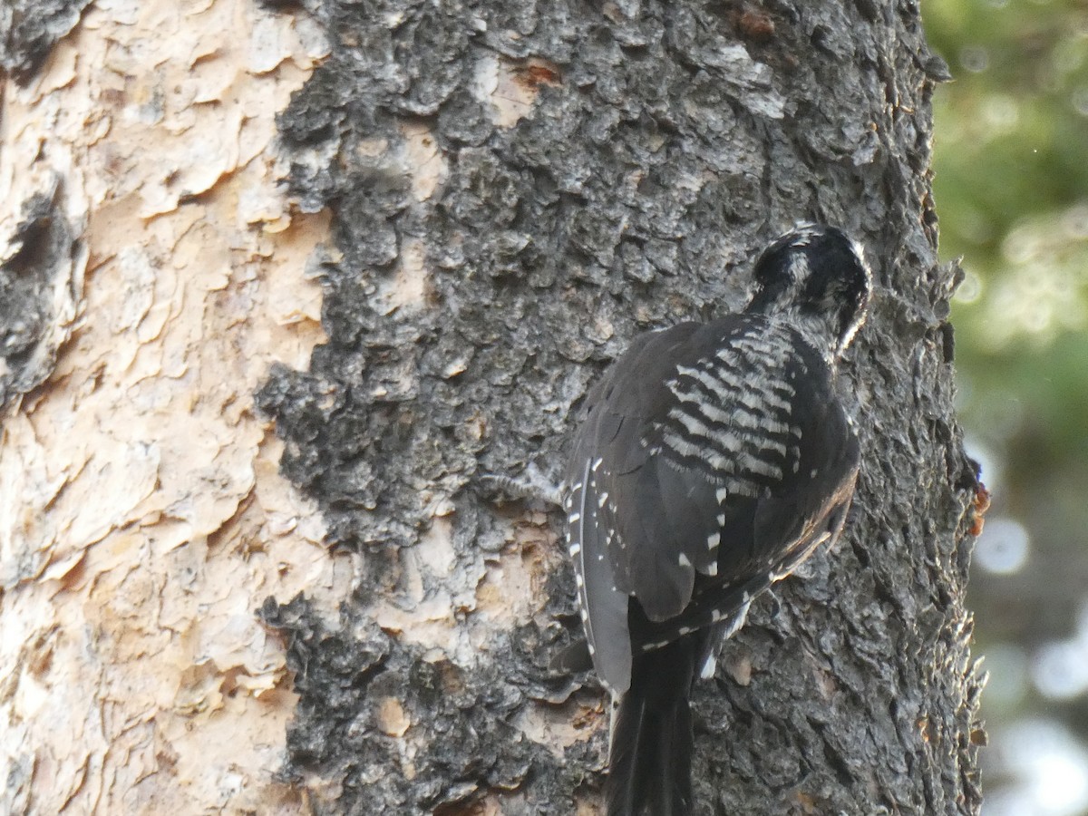 American Three-toed Woodpecker - ML170944881