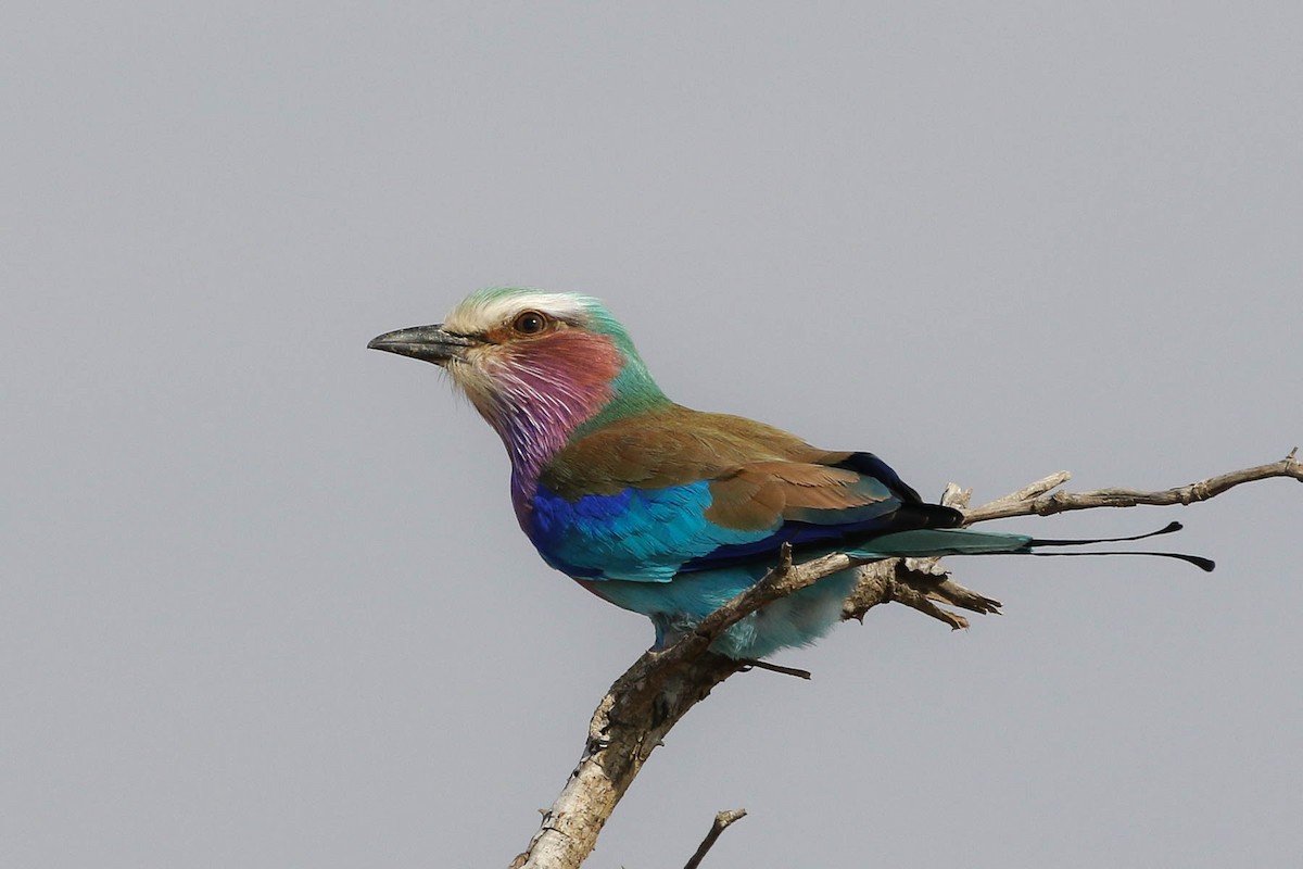 Lilac-breasted Roller - ML170951611