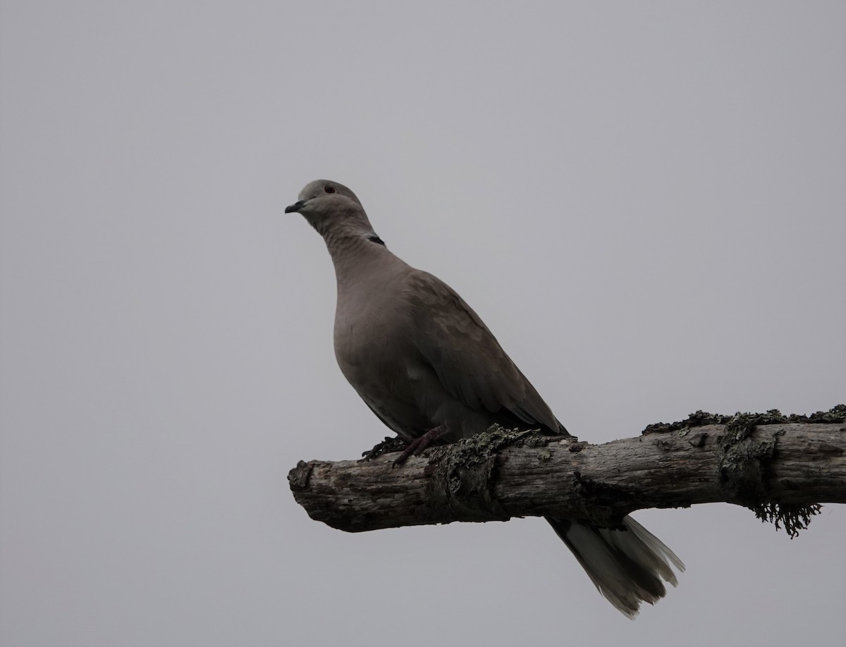 Eurasian Collared-Dove - Lonnie Somer