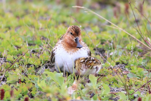 Adult with young. - Spoon-billed Sandpiper - 