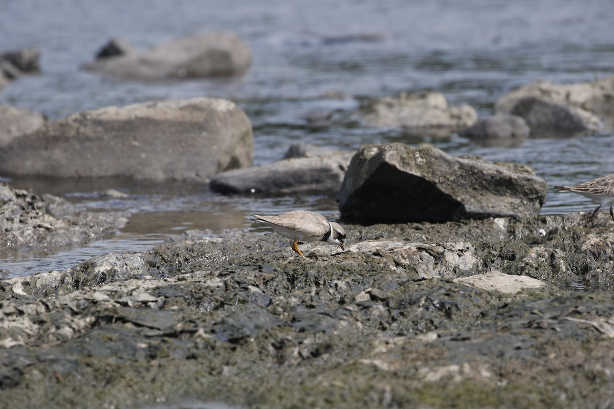 Semipalmated Plover - ML170954211