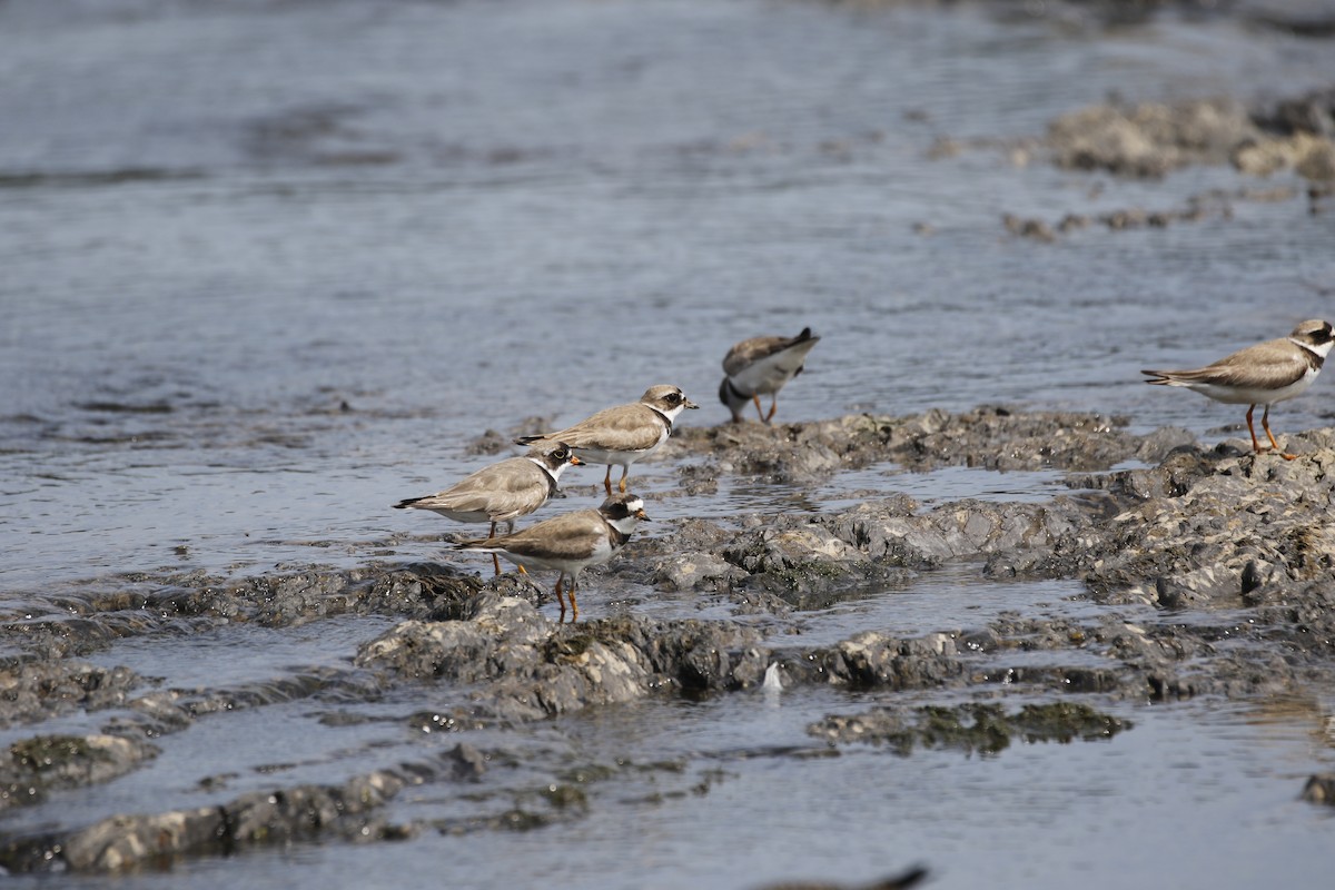 Semipalmated Plover - ML170954221