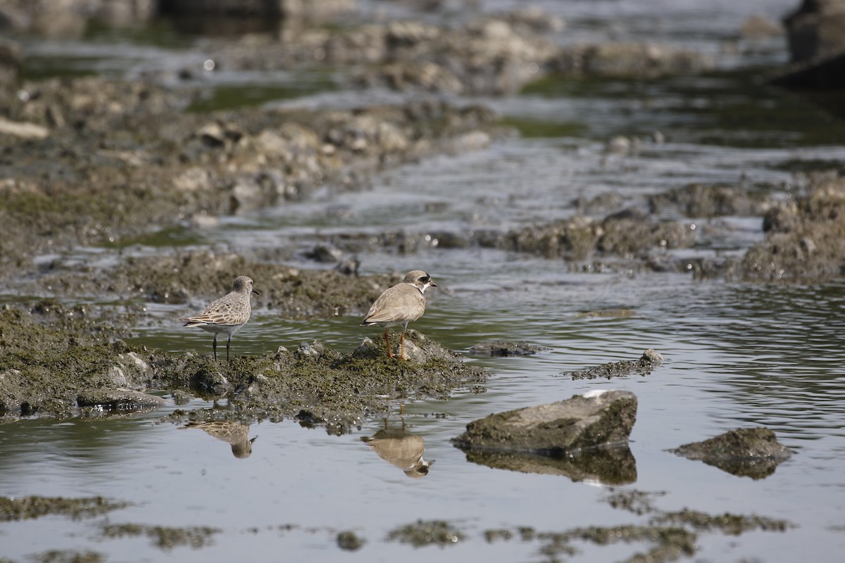 Semipalmated Plover - ML170954231