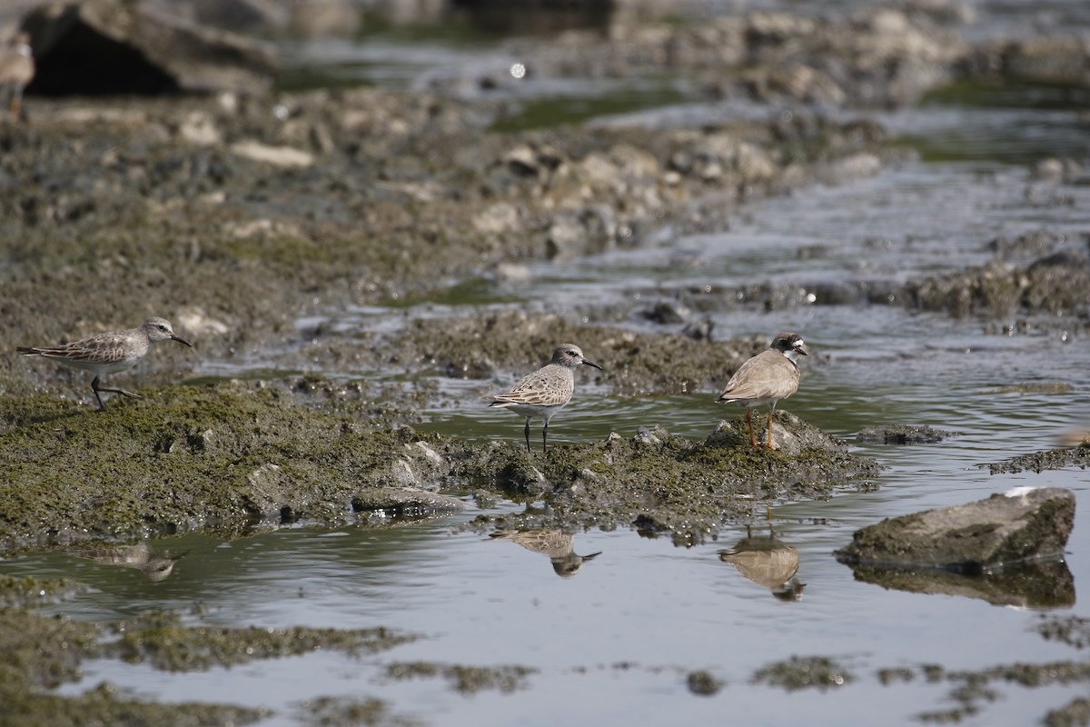 Semipalmated Plover - ML170954241