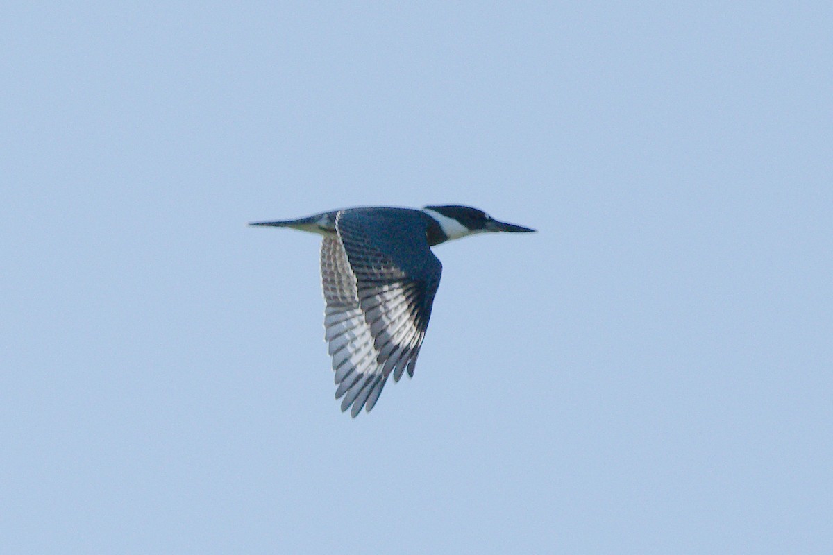 Belted Kingfisher - ML170956011