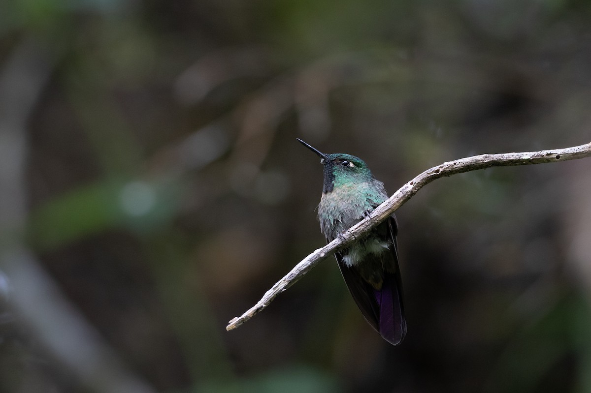 kolibřík dřišťálový (ssp. districta) - ML170956081