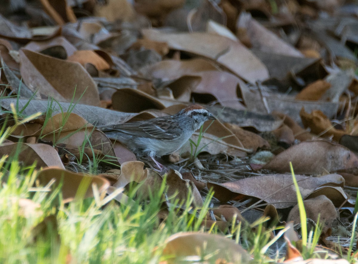 Chipping Sparrow - ML170956761