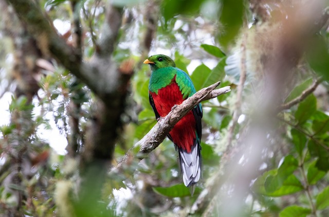 White-tipped Quetzal