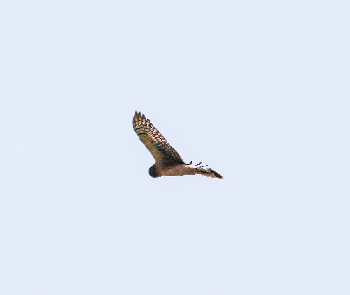 Northern Harrier - Tom Younkin