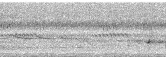 medozvěstka lyroocasá - ML170962