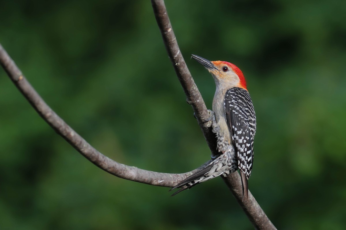 Red-bellied Woodpecker - ML170962801