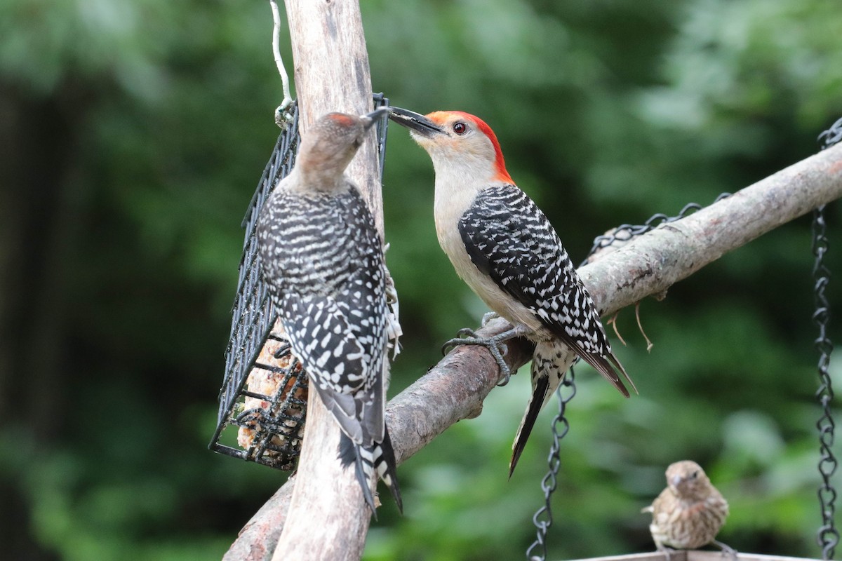 Red-bellied Woodpecker - ML170963271