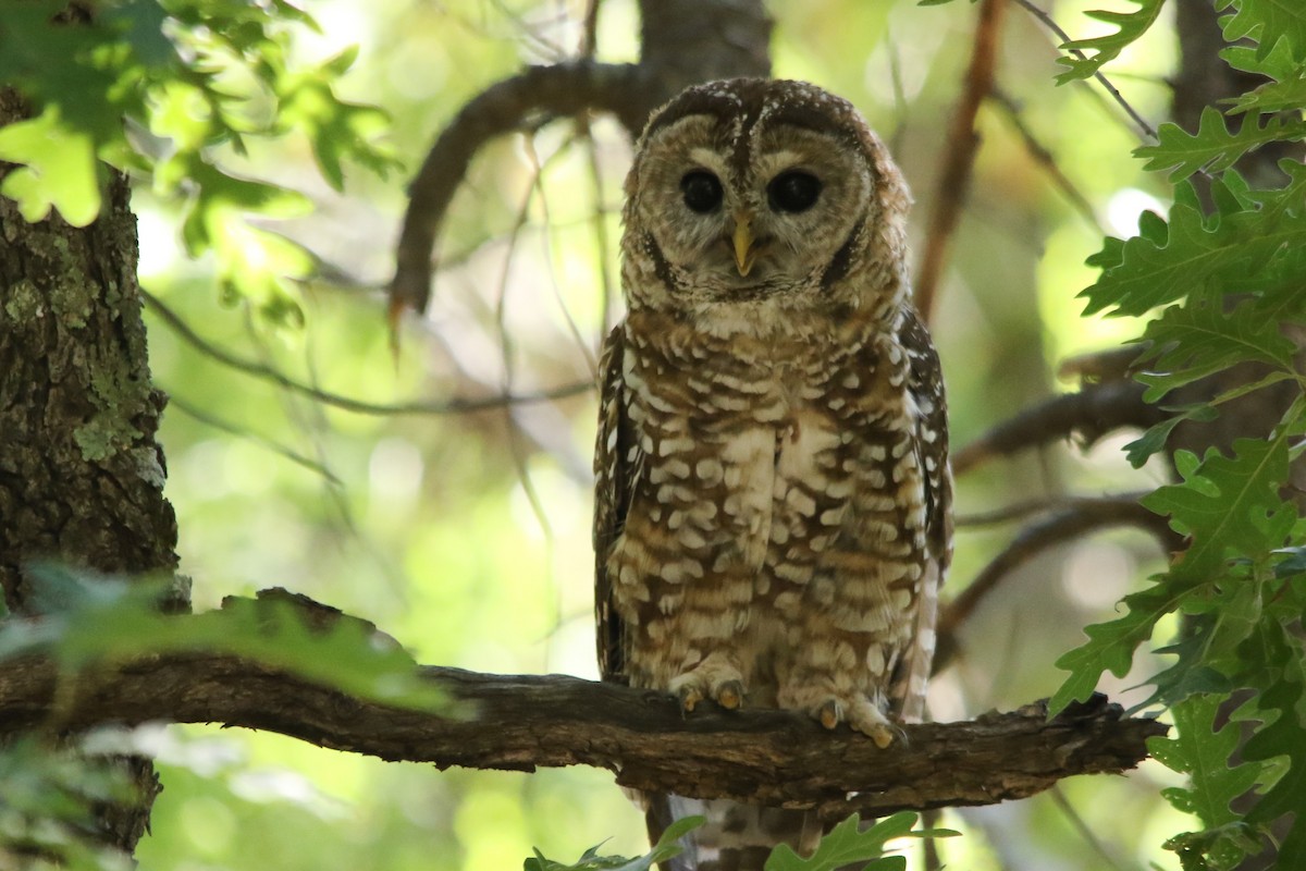 Spotted Owl - ML170966881