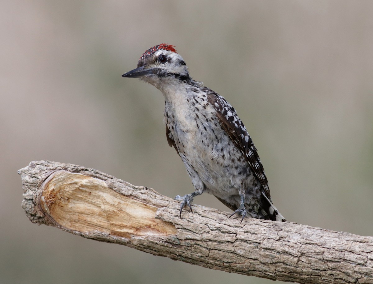 Ladder-backed Woodpecker - Ann Mallard