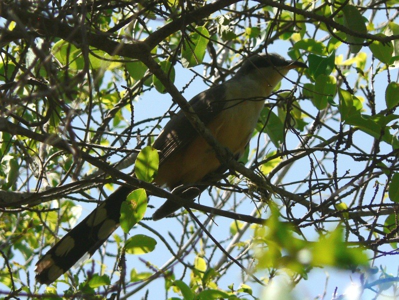 Mangrove Cuckoo - Adam Kent