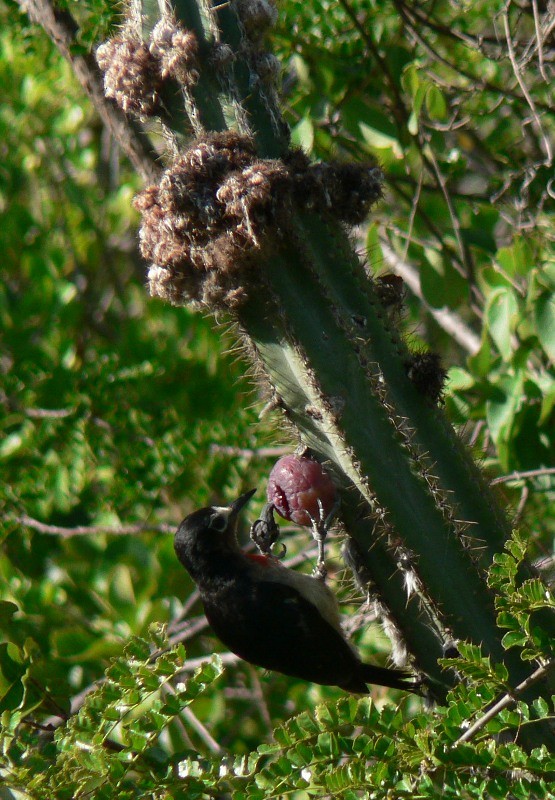 Puerto Rican Woodpecker - ML170968491