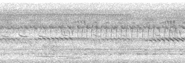 medozvěstka lyroocasá - ML170969
