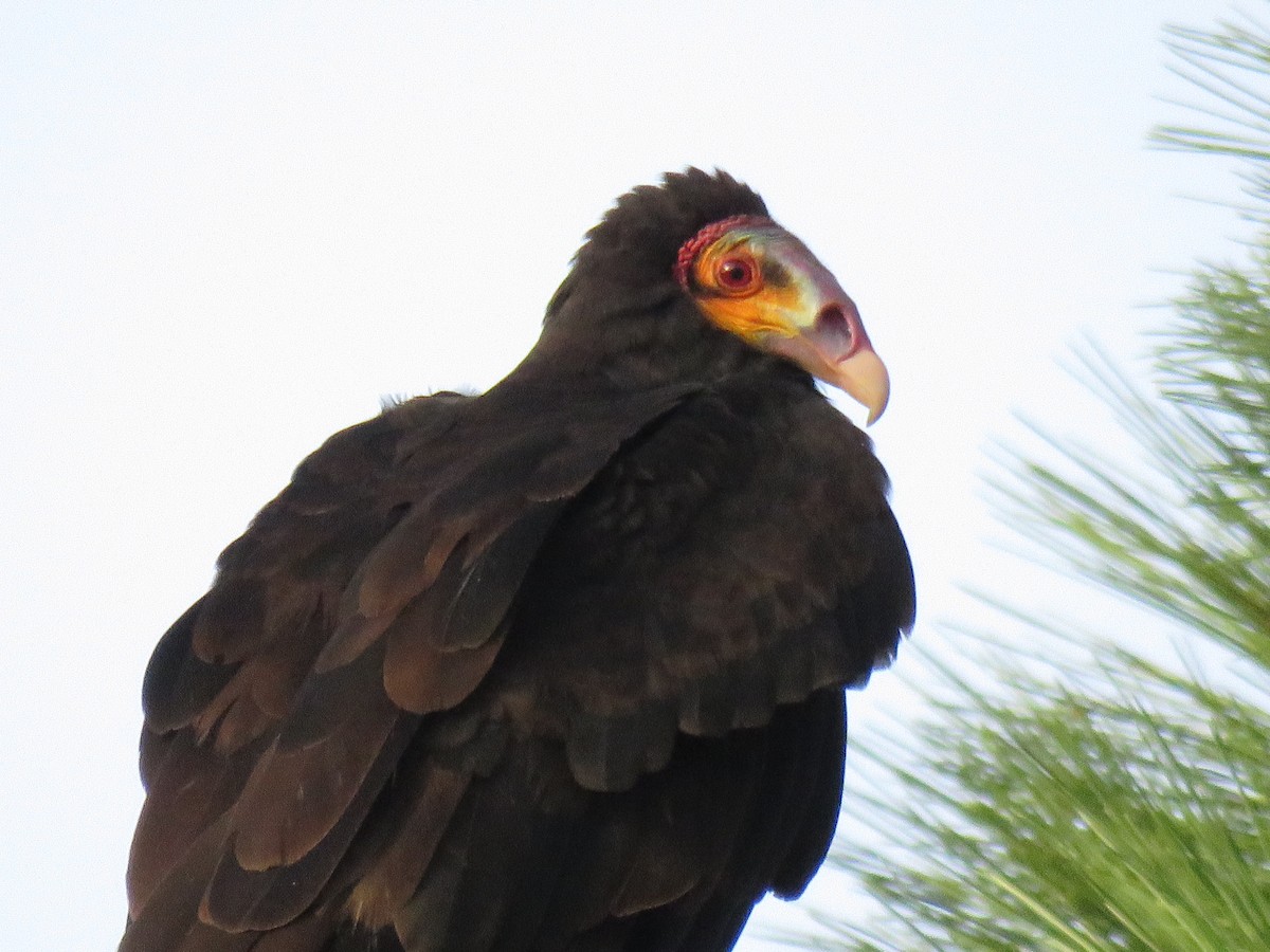 Lesser Yellow-headed Vulture - Anna Brakeman