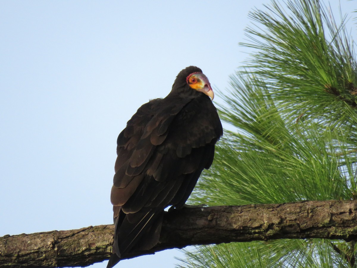 Lesser Yellow-headed Vulture - ML170969521