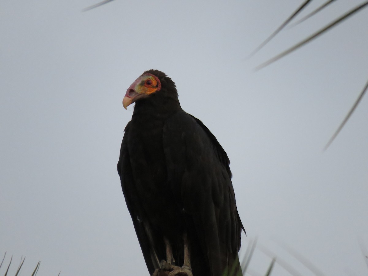Lesser Yellow-headed Vulture - ML170970121
