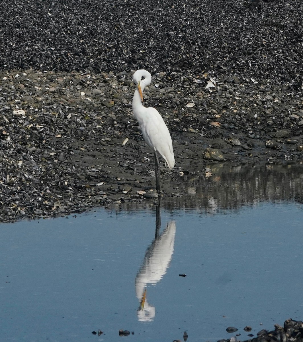 Great Egret - jeff dibella