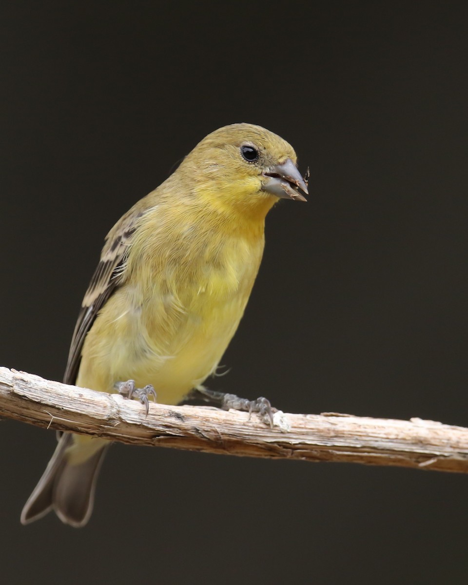 Lesser Goldfinch - Kojo Baidoo