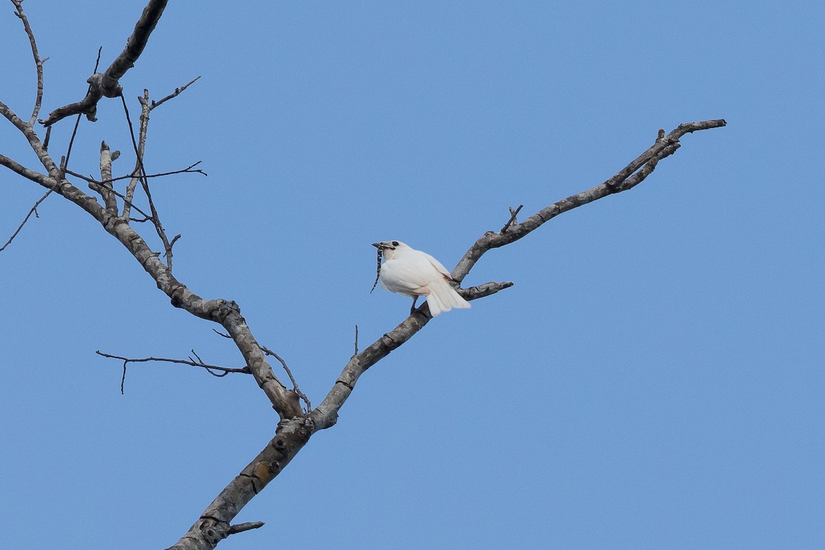 White Bellbird - André Grassi - EcoBirdingBrazil
