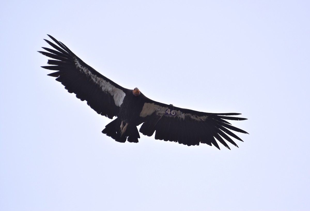 California Condor - James  Heuschkel