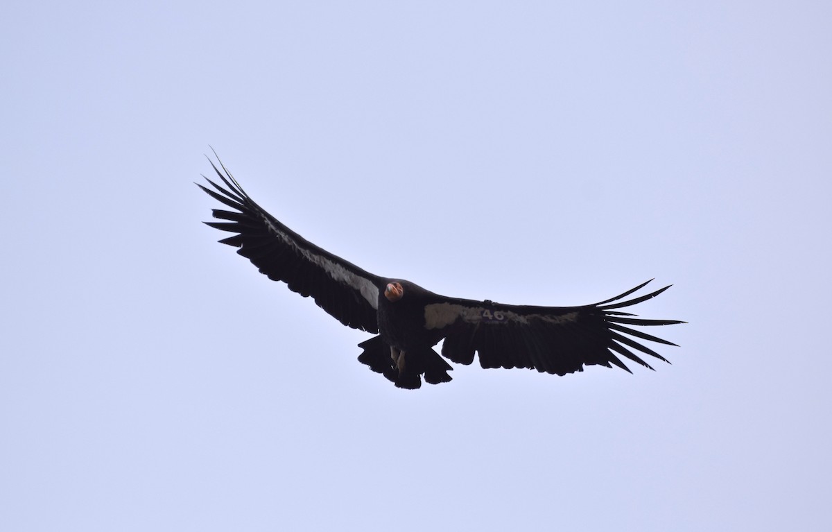 California Condor - James  Heuschkel