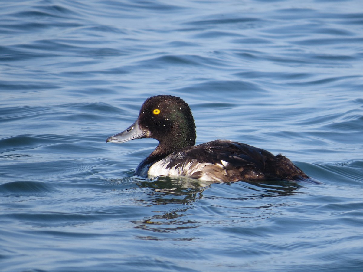 Greater Scaup - ML170982061