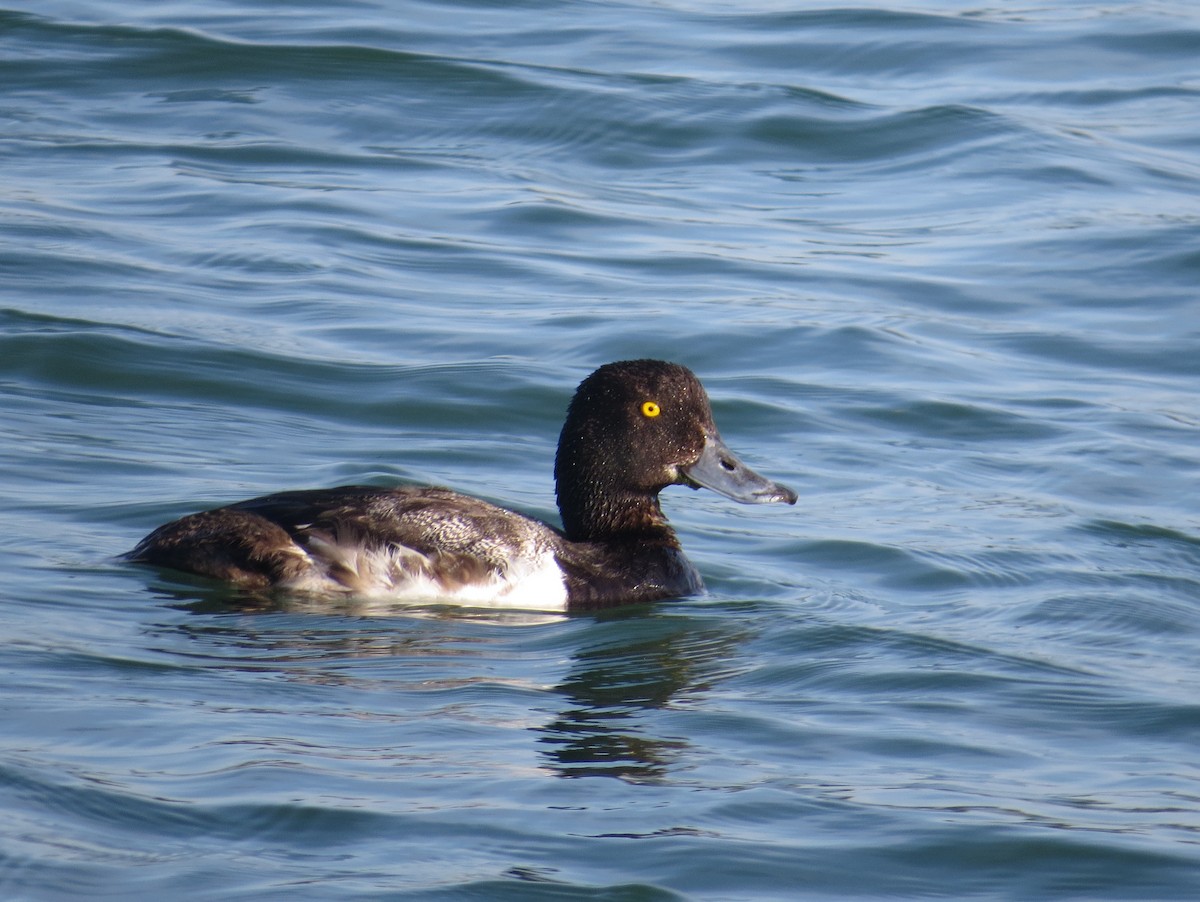 Greater Scaup - ML170982121