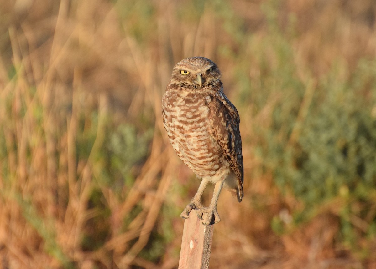 Burrowing Owl - James  Heuschkel