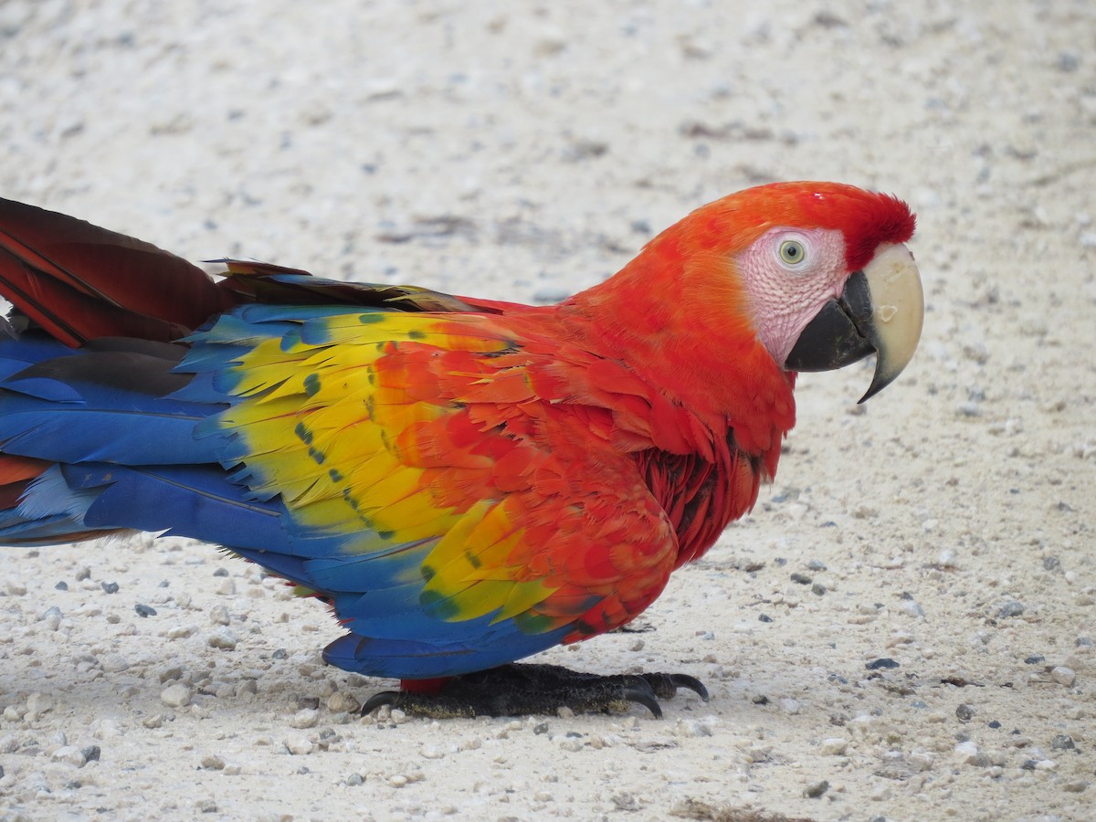 Scarlet Macaw - ML170991871