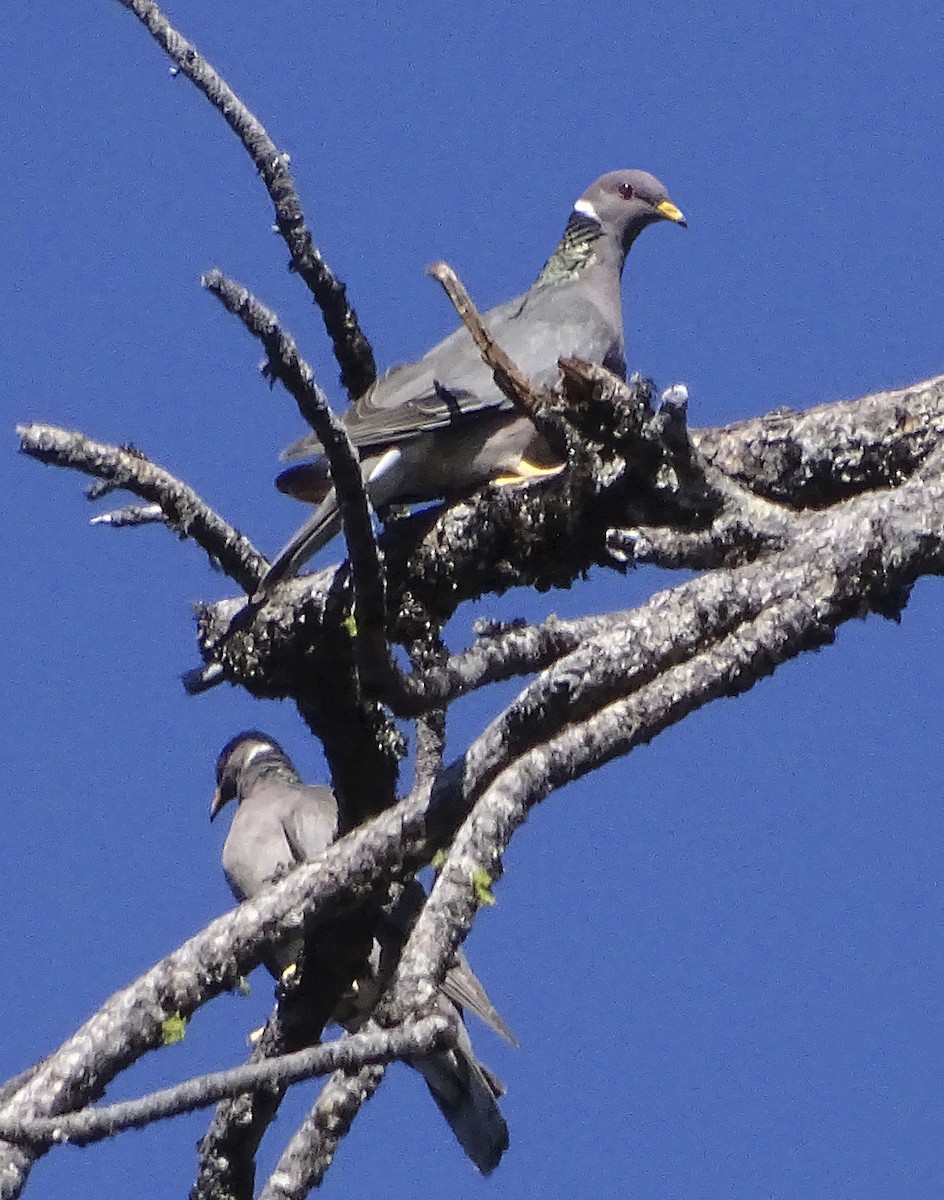 Band-tailed Pigeon - ML170993841