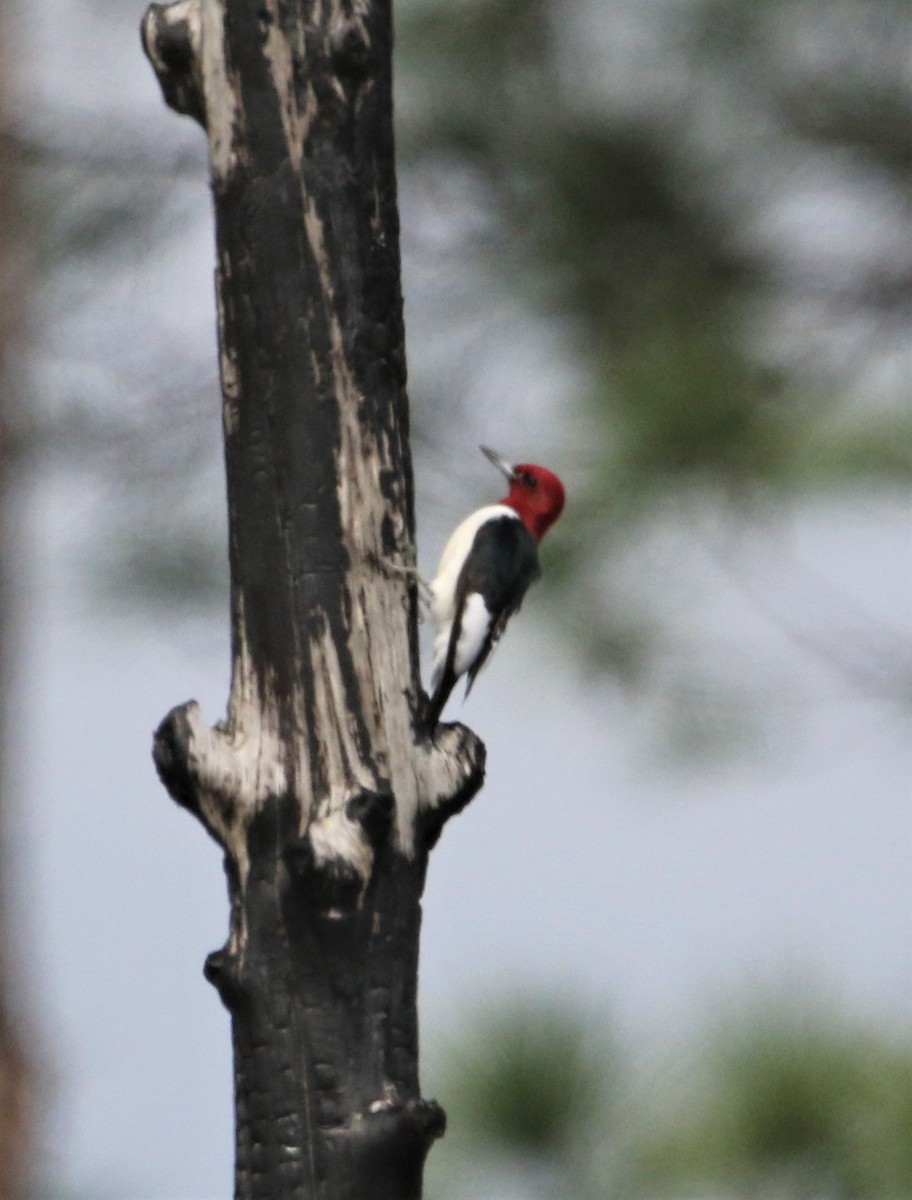 Red-headed Woodpecker - ML170994961