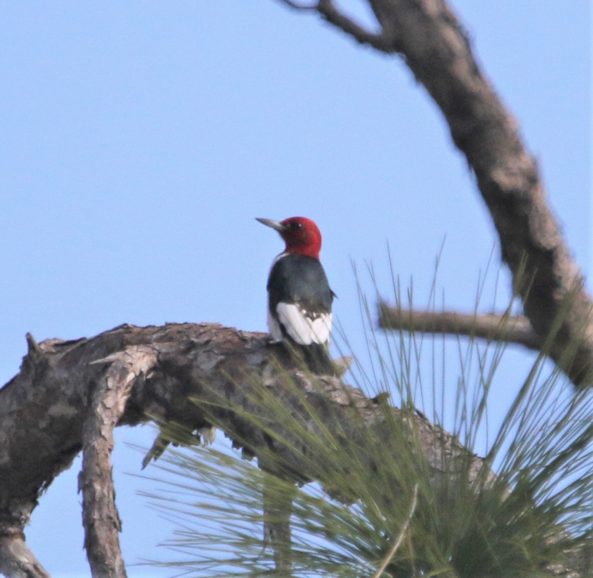 Red-headed Woodpecker - Ann Vaughan