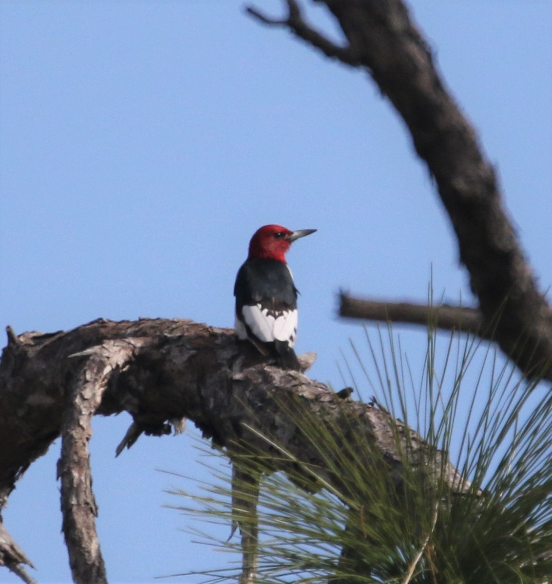 Red-headed Woodpecker - Ann Vaughan