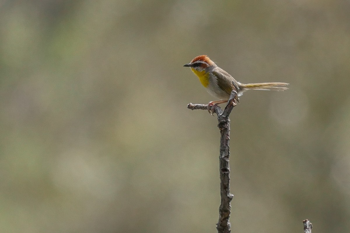 Rufous-capped Warbler - ML170997451
