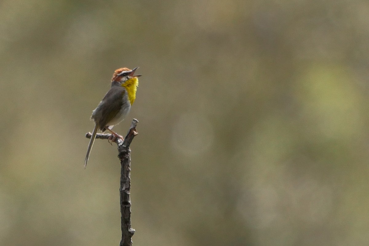 Rufous-capped Warbler - ML170997621