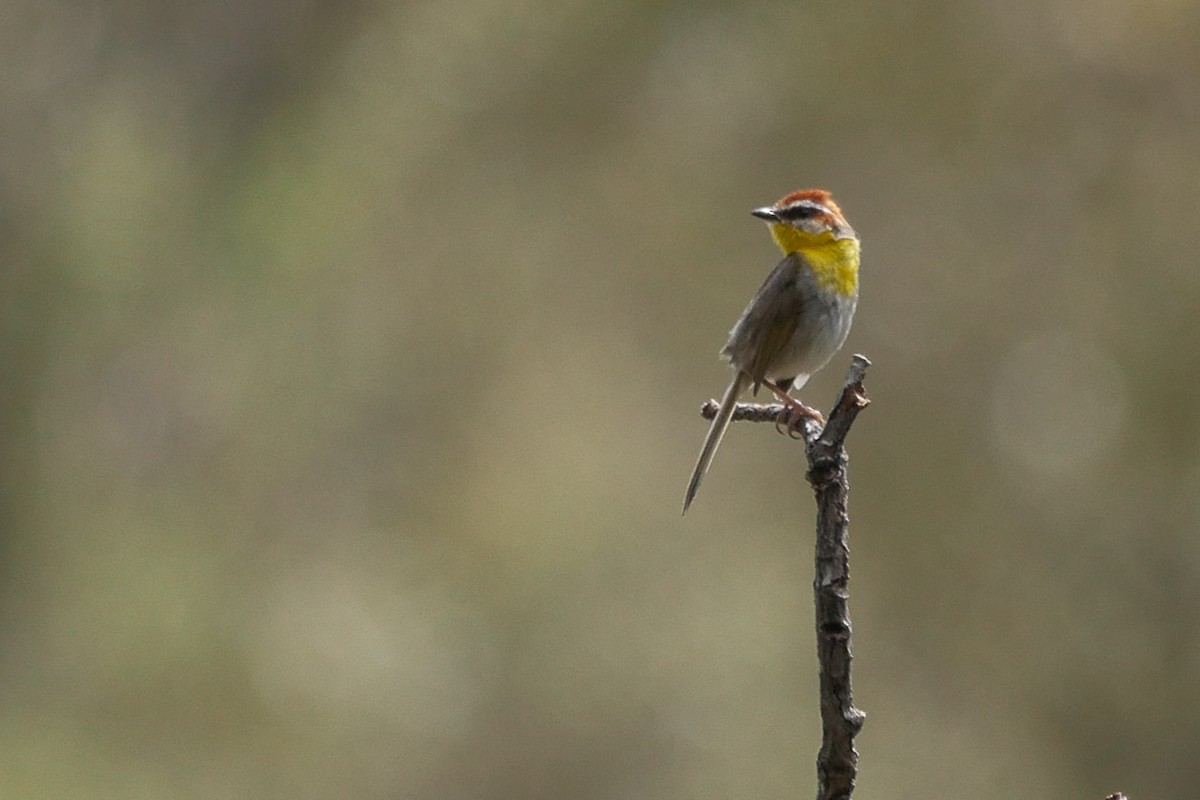 Rufous-capped Warbler - Grace Oliver
